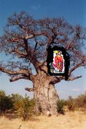 Baobab2